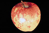 Un  de los viroides más importantes es el viroide de la piel cicatrizada de la manzana (Apple scar skin viroid, ASSVd).