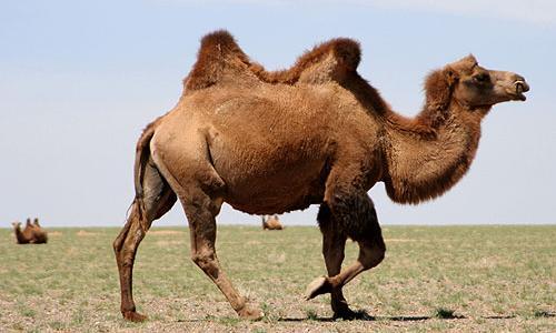Los camellos con su grueso pelaje de invierno resisten las bajas temperaturas del Gobi.