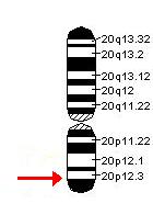 El gen se encuentra en el cromosoma 20 en el brazo corto.
