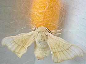 Una mariposa de la seda con su capullo
