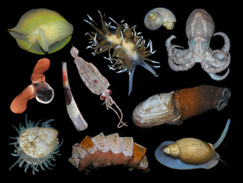Los moluscos presentan una alta variabilidad evolutiva.