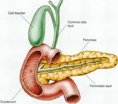 El páncreas es un organo secretor que se localiza cerca del embebido entre el intestino delgado