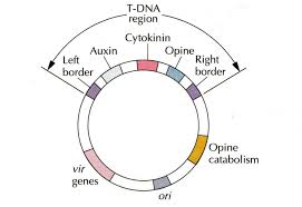 Orden de las regiones génicas dentro del plásmido