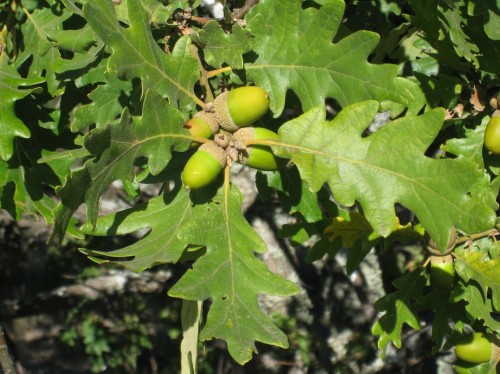 Quercus pyrenaica está ampliamente extendida en la península ibérica y ocupa un lugar intermedio entre la encina y el roble en los ecosistemas.