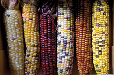 Los estudios del maíz se llevaron a cabo al observar que aparecían granos morados al azar en las mazorcas.