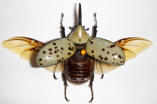 Un escarabajo hércules con las alas despegadas