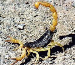 El escorpión abre sus pinzas y arquea la cola para pelear contra otros escorpiones.