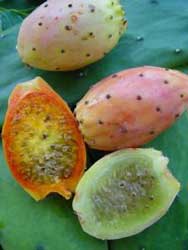 EL higo chumbo es un fruto no climatérico