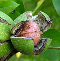 El fruto se abre para dejar caer la semilla