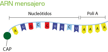 Un esquema sencillo de la estructura primaria del ARN mensajero