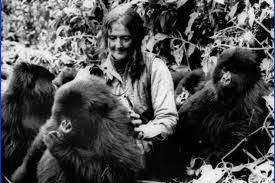La Dra. Fossey posando con gorilas de la manada que le aceptó.