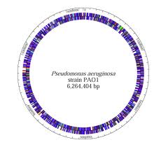 El genoma de una cepa de  P. aeruginosa, accesible en la base de datos de genomas.