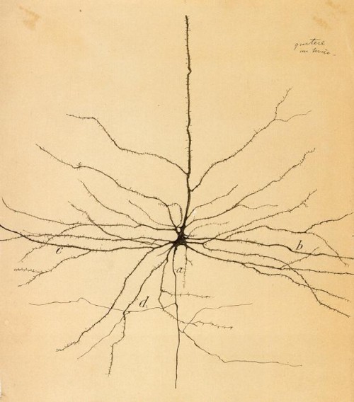 Las neuronas dibujadas por Ramón y Cajal, siguen siendo material para el estudio de este tipo celular.