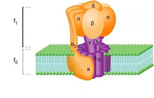 Esquema de la ATP sintasa dentro de la membrana.