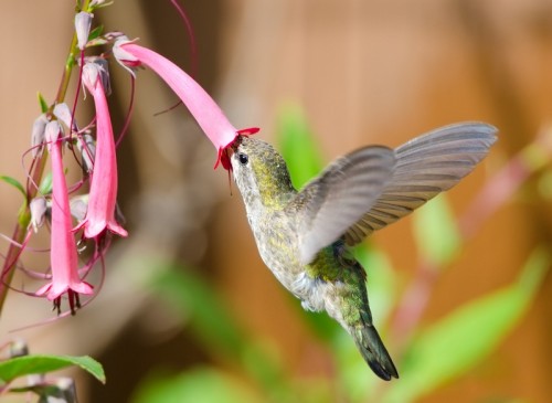 Muchas especies de colibries tienen una relación exclusiva con determinadas especies de flores. De esta manera las flores se aseguran que todo el polen que lleva el colibrí sea útil para ellas
