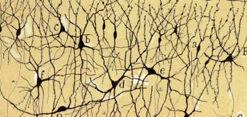 Dibujo de S. Ramón y Cajal, mostrando neuronas multipolares