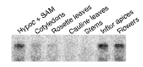 En este Western blot vemos que la proteína se expresa en flores y raices, pero no en otros tejidos.