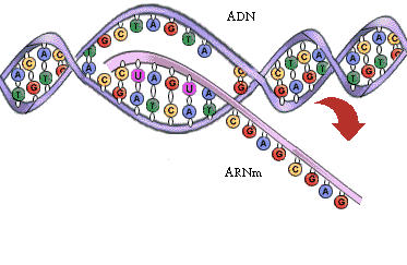 El ARNm es complementario a la hebra de ADN de la que se forma.