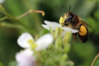 La corbícula de esta abeja rebosa polen, pero gracias al prensado y a la miel con que se emplasta el polen no se despega.
