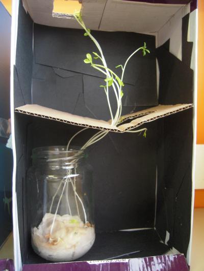 Puedes hacer un experimento sencillo en casa para ver el fototropismo positivo de los tallos vegetales, como en la foto, con el lateral tapado.