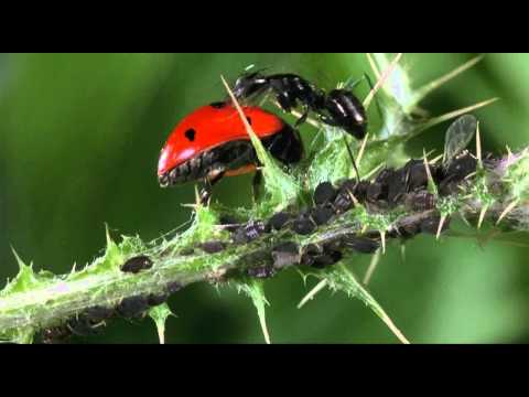 Las hormigas protegen a los pulgones de sus depredadores, como la mariquita, a cambio de nectar que recuman los pulgones para ellas.
