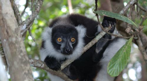 Los lemures de cola roja de Madagascar, gracias a su alta tasa evolutiva, se diferenciaron de los lemures del contienente en una especie nueva.