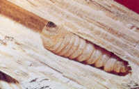 Una larva de carcoma descubierta en un madero.
