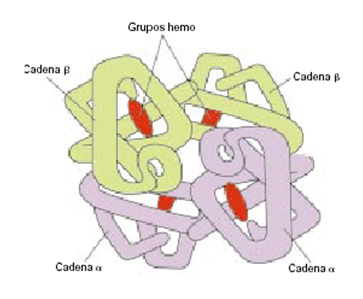 Imagen esquemática de la estructura cuaternaria de la hemoglobina con sus grupos hemo.