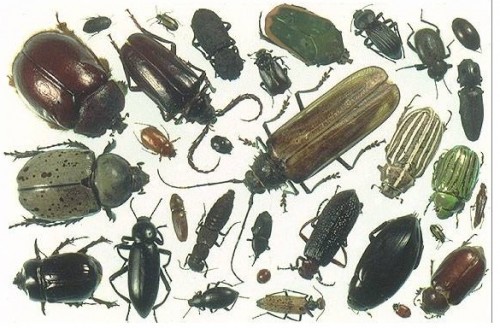 Los escarabajos aunque muy diversos mantienen cuertas características comunes a todos ellos.