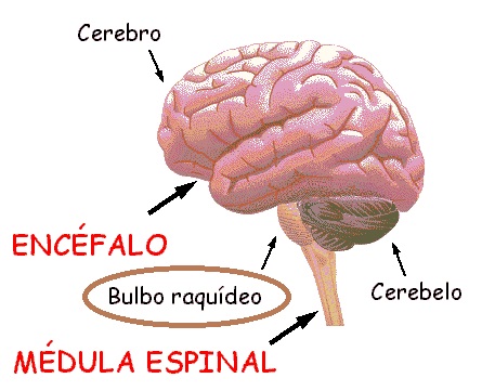 El bublo raquideo es la porción del cerebro que conecta el sistema nervioso central con el periférico.