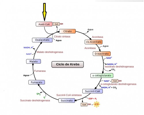Esquema del ciclo de Krebs
