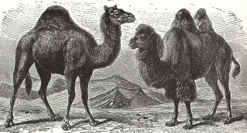 Los dromedarios son más altos que los camellos, pero menos corpulentos.