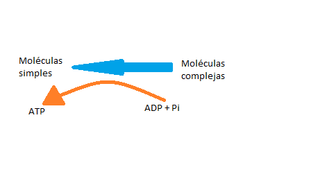 En el catabolismo se obtiene energía de romper moléculas complejas.