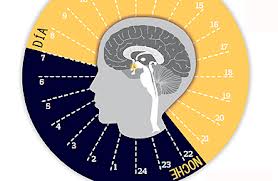 Los ritmos circadianos hace que se estimulen áreas del cerebro y del cuerpo a horas determinadas.