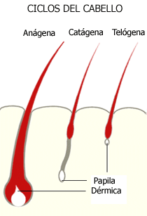 Un esquema de las tres fases de la formación del pelo.