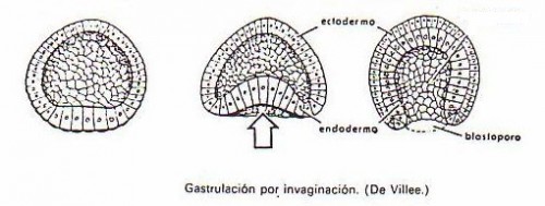 En el esquema la formación del endodermo, la gastrulación forma un poro en el ectodermo, llamado blastoporo. 