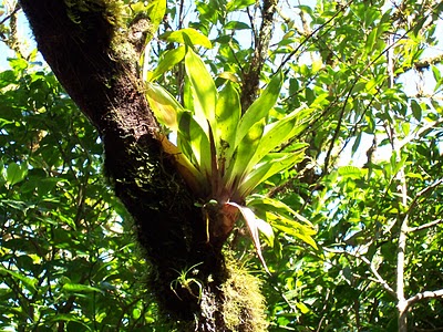 Las plantas epífitas aprovechan cualquier rincón de la corteza para crecer.