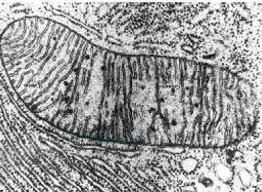 Imagen de Mitocondria al microscopio electrónico, en ella se ven los replegamientos de la membrana interna.