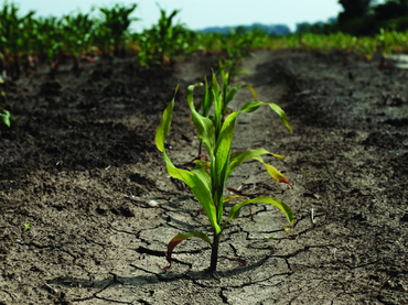Conocer los genes que intervienen en la resistencia a la sequía es fundamental para desarrollar cultivos que puedan crecer en esas condiciones