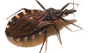 Es importante diferenciar la especie transmisora del Chagas de otras especies del género Triatoma, no tan peligrosas. 