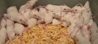Los ratone de laboratorio han ayudado enormemente en la lucha contra las enfermedades humanas