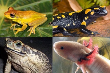 Los anfibios presentan una amplia variedad de formas.