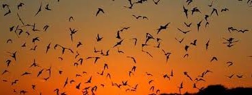 Los murciélagos se han adaptado al aire perfectamente, como pájaros e insectos.