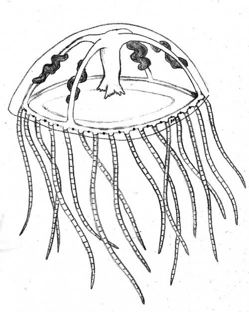 Esquema de las partes más importantes de una medusa.