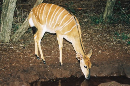 Muchas especies de rumiantes son africanas, como el niala (hembra) en la foto.