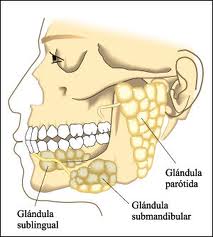 Localización de las glándulas salivales en humanos