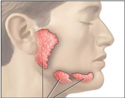 Las glándulas salivales están distriuidas dentro de la mandíbula, alrededor de la boca
