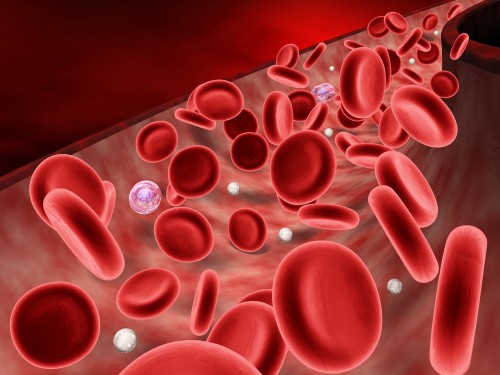 Los eritrocitos y los linfocitos recorren el terrente sanguíneo para llegar a todo el cuerpo.