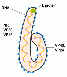 Esquema del virus del ébola simplificado de Chan,SY et al. Cell 106(1): 117-26, 2001.