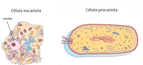Esquema de la complejidad de una célula eucariota y un procariota.